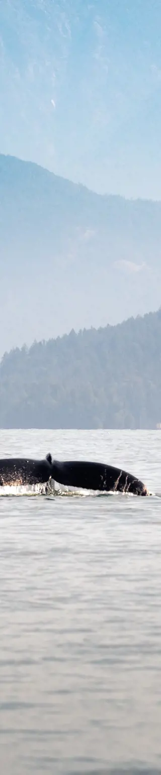 Entdecke eines der besten Kaltwasser Tauchziele